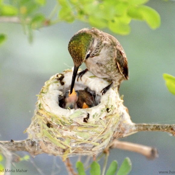 Meet your Posher, Heather - Picture 1 of 2